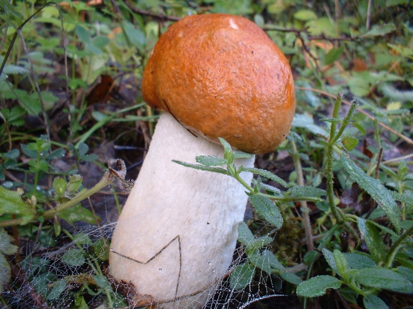 leccinum aurantiacum